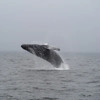 Ambar Pansari's profile picture